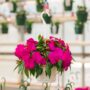 New Guinea Impatiens – Super Sonic Lilac – 8″ Hanging Basket